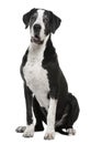 Great Dane, 7 years old, sitting Royalty Free Stock Photo