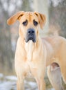 Great Dane, 9 month old male, brown colored Royalty Free Stock Photo