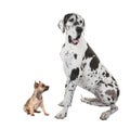 Great dane adult dog and chihuahua puppy Royalty Free Stock Photo