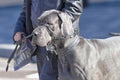 German dog is a breed of giant dogs close-up