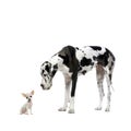 Great Dane and Chihuahua Royalty Free Stock Photo