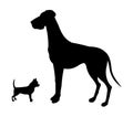 Smallest and Biggest Dogs. Chihuahua and Great Dane. Royalty Free Stock Photo