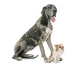 Great Dane and chihuahua Royalty Free Stock Photo