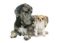 Great Dane and chihuahua Royalty Free Stock Photo