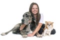 Great Dane, chihuahua and teenager Royalty Free Stock Photo