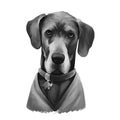 Great Dane, Deutsche Dogge, German Mastiff dog digital art illustration isolated on white background. Germany origin working, Royalty Free Stock Photo