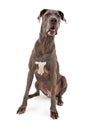 Great Dane Dog Royalty Free Stock Photo