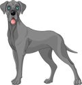 Great Dane dog Royalty Free Stock Photo