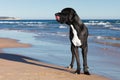 Great dane dog black Royalty Free Stock Photo