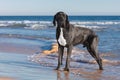 Great dane dog black Royalty Free Stock Photo