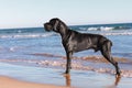 Great dane dog black Royalty Free Stock Photo