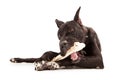 Great Dane Dog Eating Bone