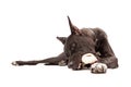 Great Dane Dog Eating Bone Royalty Free Stock Photo