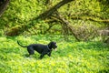 Great dane dog in forest