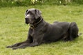 A Great Dane Dog Royalty Free Stock Photo