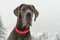 great dane dog looking in the nature in winter season.