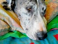 Great Dane dog lying on a bed Royalty Free Stock Photo