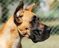 Great Dane Dog portrait Royalty Free Stock Photo