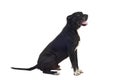Great dane dog profile Royalty Free Stock Photo