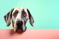 Great Dane dog puppy peeking over pastel bright background. advertisement