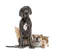 Great Dane dog sitting, bulldog lying down and European cat hiding behing dogs, isolated Royalty Free Stock Photo