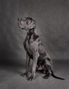 Great Dane dog sitting Royalty Free Stock Photo