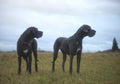 Great Dane dogs Royalty Free Stock Photo