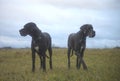 Great Dane dogs Royalty Free Stock Photo