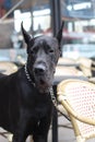 Great Dane and Dogs Royalty Free Stock Photo