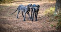 Great Dane Dogs Royalty Free Stock Photo