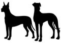 Great Dane dogs. Royalty Free Stock Photo
