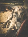 great dane dozing in front of another sleeping dog Royalty Free Stock Photo