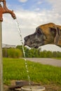 Great Dane drinking water from pump Royalty Free Stock Photo