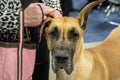 Great dane with a droopy ear is looking at you