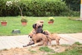 Great Dane male with puppies