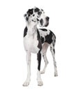 Great Dane in front of a white background