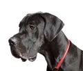 Great Dane in front of white background Royalty Free Stock Photo