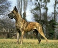 Great Dane or German Mastiff Dog, Male, Old Standard with Cut Ears Royalty Free Stock Photo