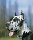 Great Dane or German Mastiff Dog old standard breed with cut ears Royalty Free Stock Photo