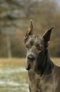 Great Dane or German Mastiff Dog old standard breed with cut ears Royalty Free Stock Photo