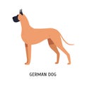 Great Dane or German Mastiff. Gorgeous large dog of short haired hunting breed isolated on white background. Stunning