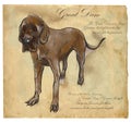 Great Dane (German Mastiff) - An hand drawn vector illustration