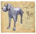 Great Dane (German Mastiff) - An hand drawn vector illustration