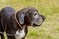 Great Dane with hanging ears on a leash outdoors in summer