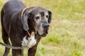 Great Dane with hanging ears on a leash outdoors in summer