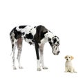 Great Dane HARLEQUIN Royalty Free Stock Photo