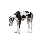 Great Dane HARLEQUIN