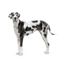 Great Dane HARLEQUIN Royalty Free Stock Photo