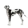 Great Dane HARLEQUIN Royalty Free Stock Photo