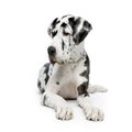 Great Dane HARLEQUIN Royalty Free Stock Photo